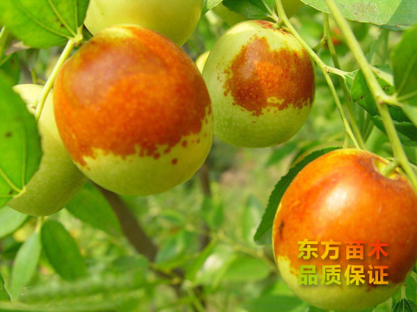 棗樹(shù)苗